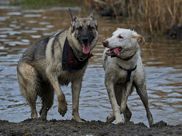 two german shepherds covered in mud splashes