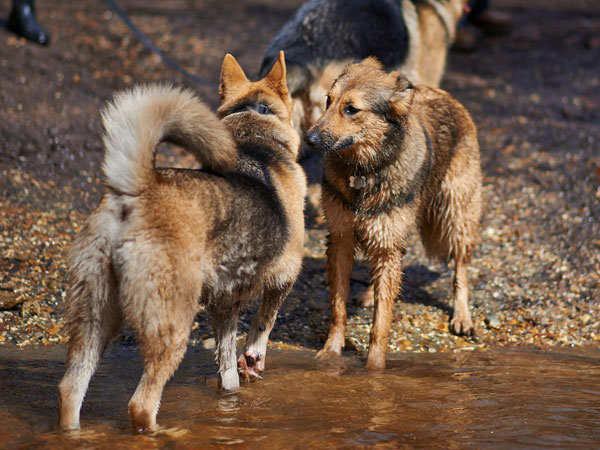 two german shepherds greeting each other