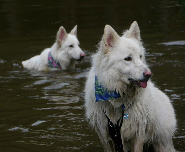 two white german shepherds wearing bandanas