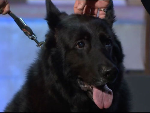 berry the black german shepherd who played Padfoot in a Harry Potter movie