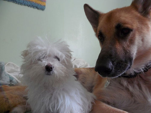 german shepherd and tiny terrier