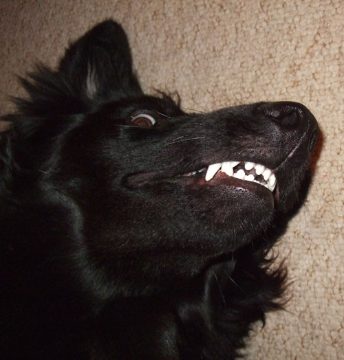 black gsd with very big white teeth