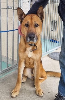 Bill abandon GSD needs a home