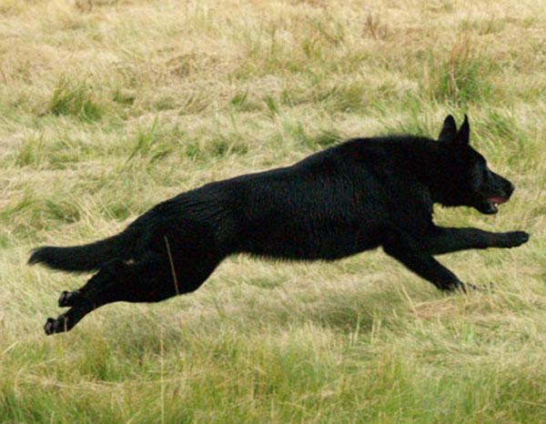milly the black german shepherd in full flight