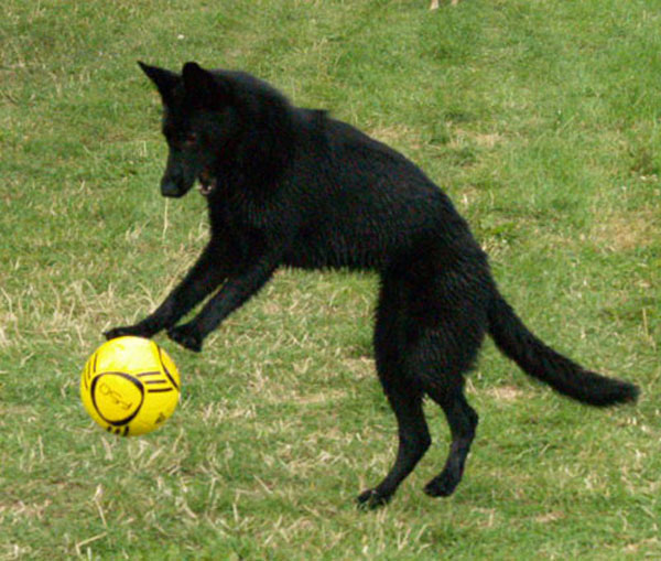 milly the black german shepherd playing ball