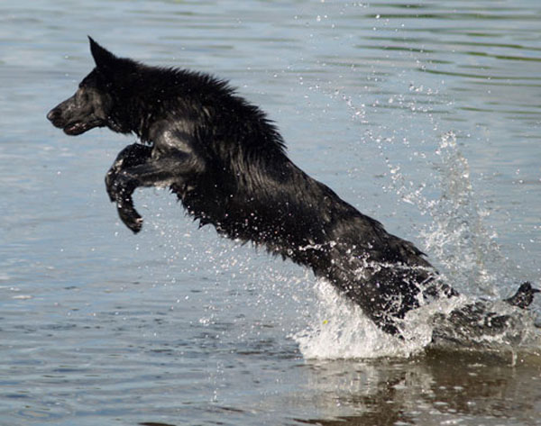 black gsd diving into the water