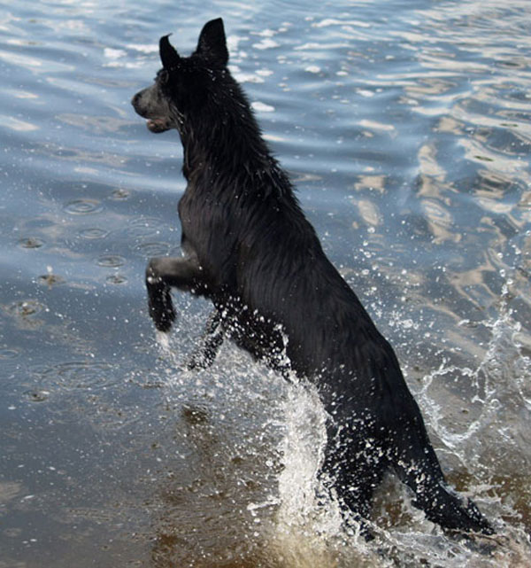 black gsd milly diving