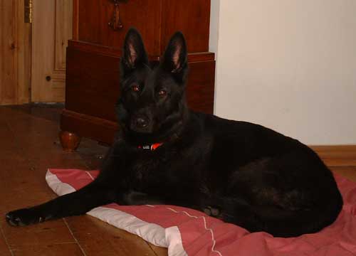 sasha on her bed