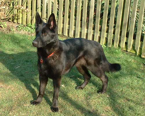 sasha enjoying the sunshine