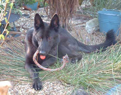 sasha playing with her toys