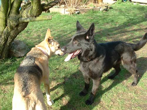 sasha playing with a friend