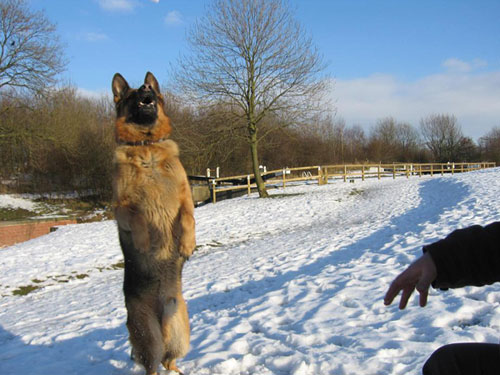 blue jumping in the air after a snowball