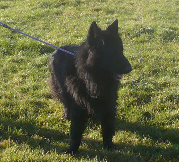 blue the black gsd