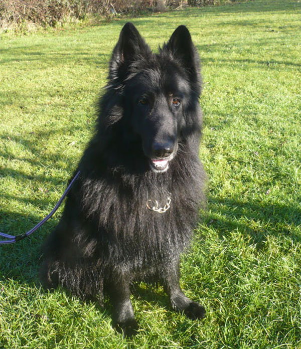 blue the black german shepherd dog