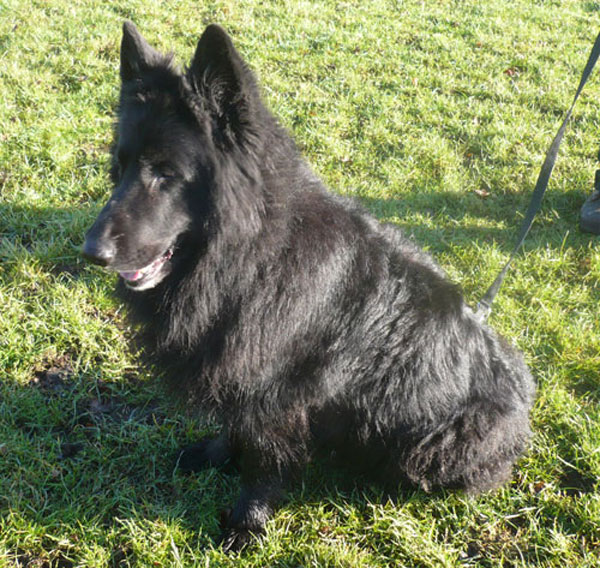 blue the gsd posing for the camera