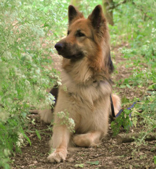 blue the beautiful long coat gsd