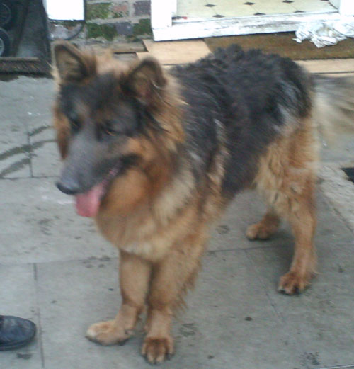 blue long coated gsd