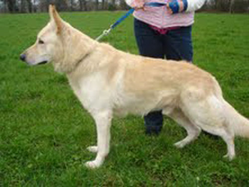 blue white gsd