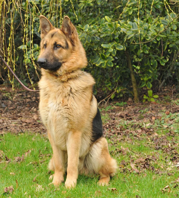 bobby sitting to have his photograph taken