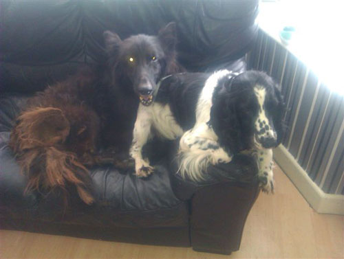 Major the black GSD and Bobby the spaniel