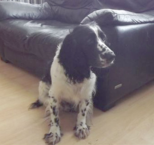bobby the spaniel who is blind