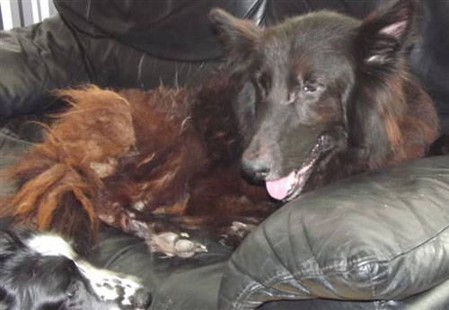 major the gsd and bobby the spaniel, love each other