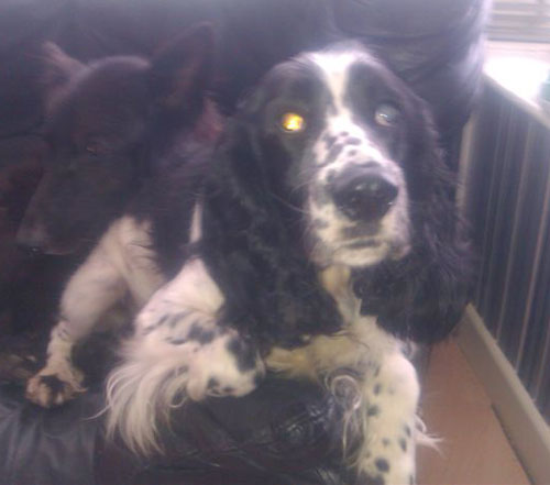 bobby the cute spaniel who is blind