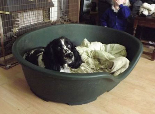 bobby the spaniel in his basket