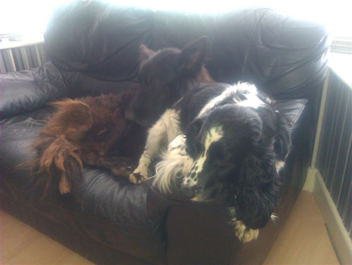 major and bobby on the sofa