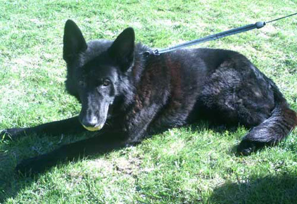 bobo the black gsd with his ball