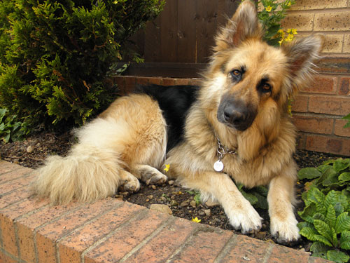 gsd with her head cocked listening