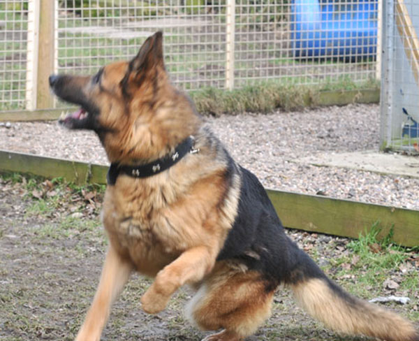 boots the gsd ready for action
