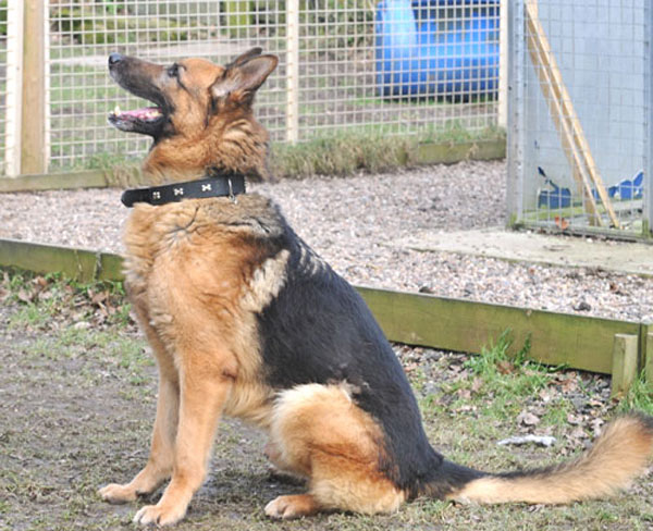 boots the gsd sitting beautifully