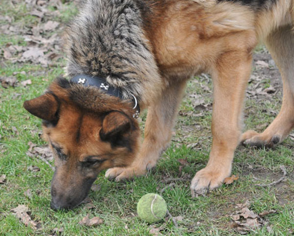 boots gsd with his ball