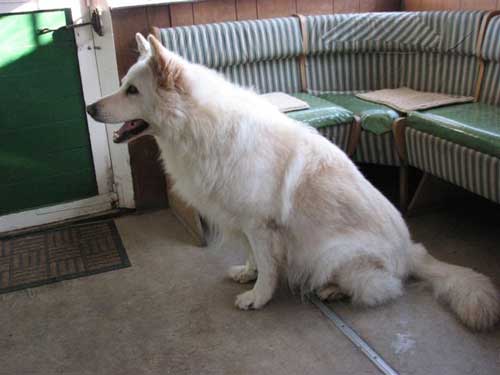 bounty white german shepherd