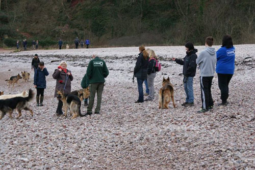 german shepherds and owners on the beach