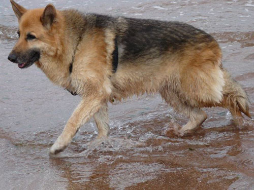 lady rio off lead on the beach