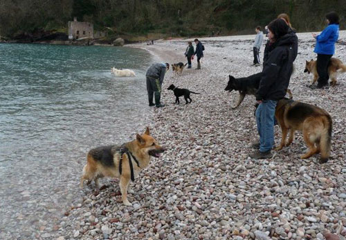 german shepherds enjoying a walk on the beach