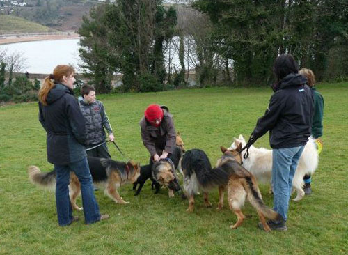 german shepherd walk club meeting at broadsands car park