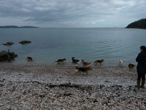 german shepherds enjoying paddling in the sea 