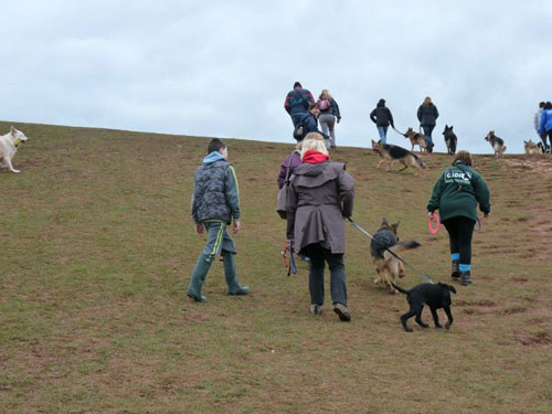dogs running around at the headland