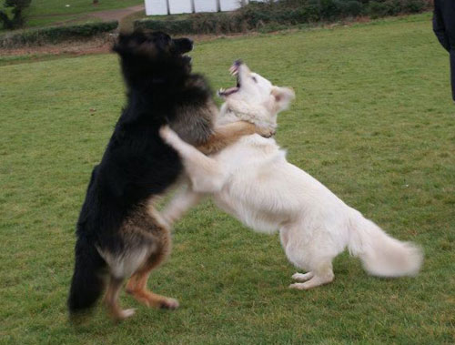 Pippa and Kyloe the gsd's in play mode