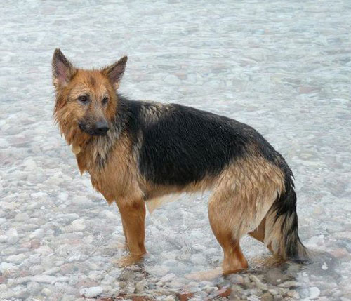 roxy the german shepherd in the sea