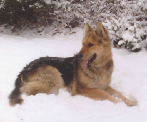 brock gsd