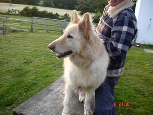 bronx the big white gsd