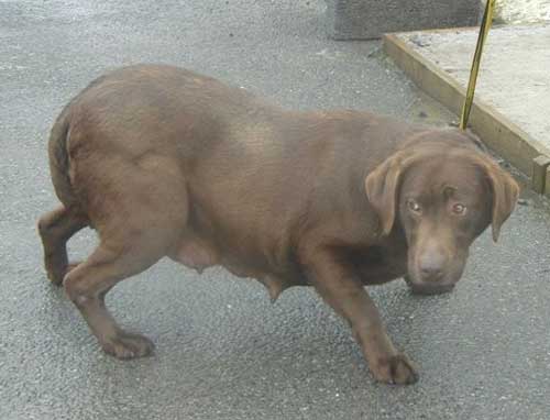 brown labrador