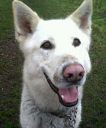 Bruce White GSD/Husky Cross