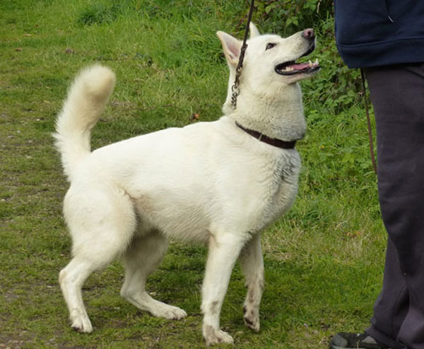 bruce the white gsd waiting for his next command