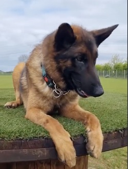 Bruno