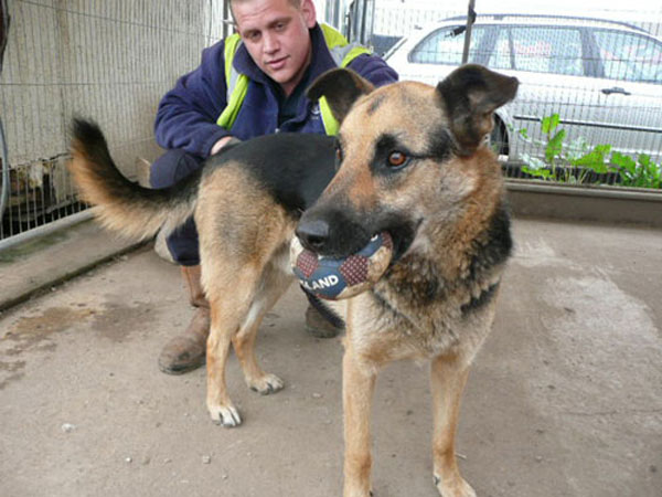 bruno the gsd